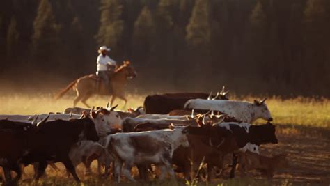 Cowboys Herding Cattle Stock Footage Video 4654115 - Shutterstock