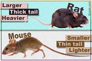 Rats vs Mice: How Can I Tell Which Is Which?