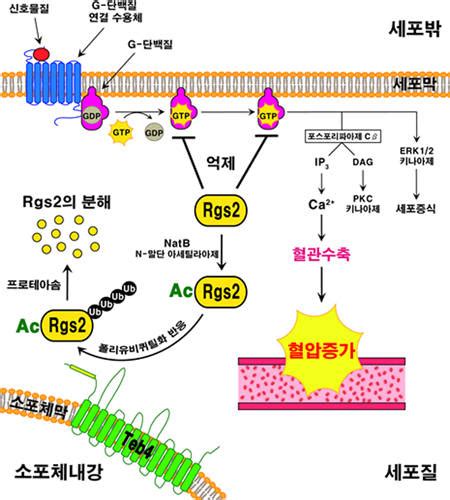 국내 연구진 혈압 조절 중요한 단백질 분해과정 밝혀