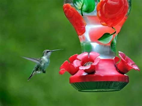 Increíble viaje migratorio de colibríes te dejará sin aliento