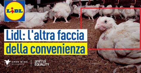 Sofferenza Per I Polli In Allevamenti Di Un Fornitore Di Lidl Italia