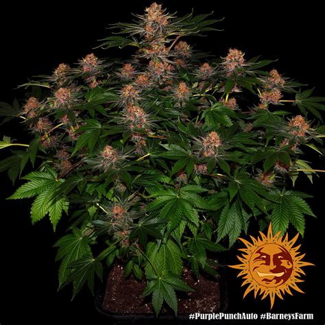 Purple Punch Auto Autoflower Seeds Barneys Farm Usa