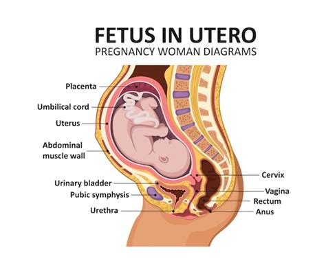 Feto En El útero Embarazo Diagramas De Mujeres Embarazadas Anatomía