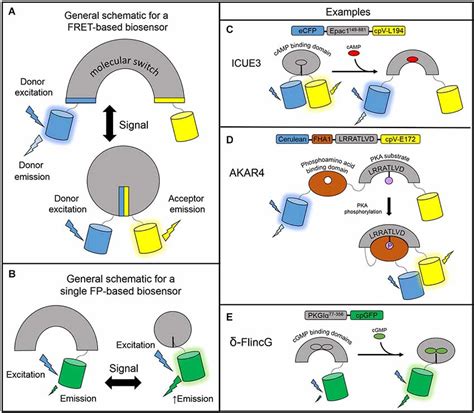 Designs Of Genetically Encodable Biosensors A General Design Of A