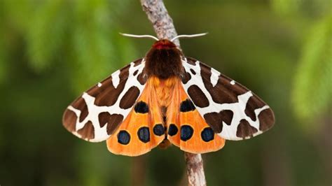 10 Common Moths Of Texas 2023 Guide The Gardening Dad