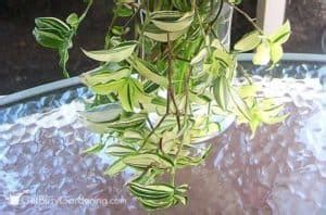 Wandering Jew Plant Care Complete Growing Guide Get Busy Gardening