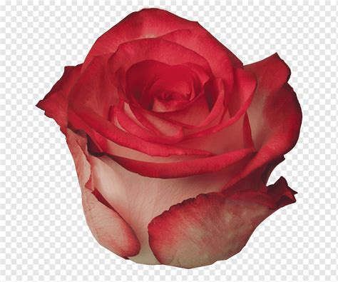 Garden Roses Cabbage Rose Floribunda Petal Cut Flowers Blush Rose