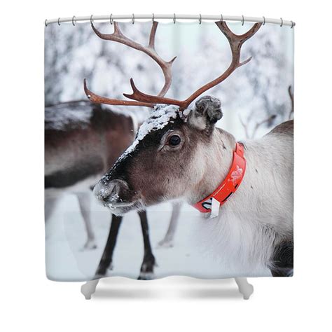 Reindeer Wearing Orange Collar Shower Curtain By Johner Images