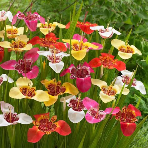 Flower Bulbs Tigridia Tiger Flower Assorted 15 Bulbs Walmart Canada