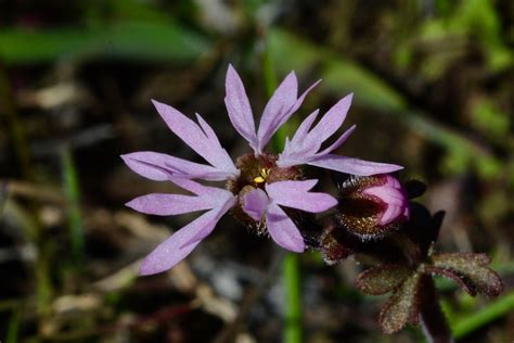 Small Flowered Woodland Star Montana Outdoors