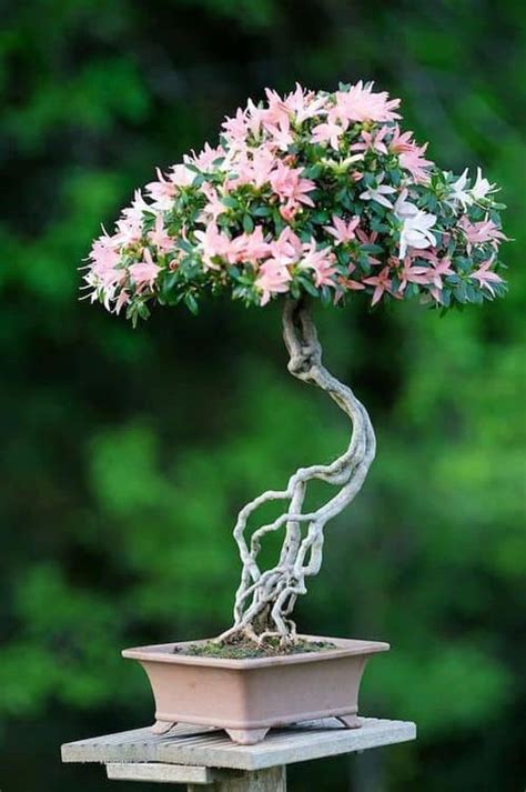 Growing A Bonsai Tree Is Easy With These 2 Basic Steps