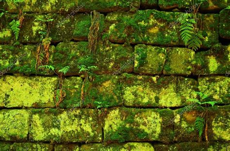 Green Mossy Wall Background — Stock Photo © Ccat82 29066867
