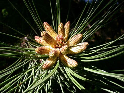 Pinus Pinaceae Image 14870 At PhytoImages Siu Edu