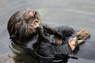 More Sea Otter Pictures - Michael Yang Photography