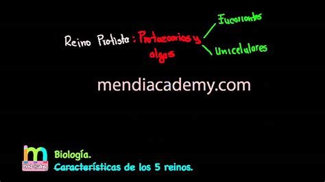 Biología Características De Los 5 Reinos Youtube