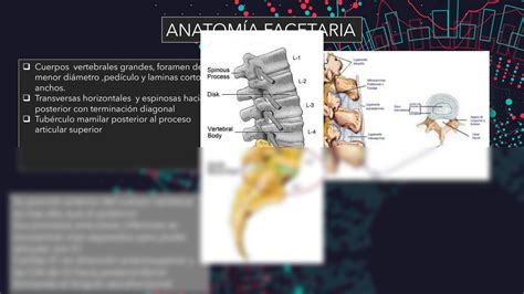 Solution S Ndrome Facetario Lumbar Fisiopatolog A Y Tratamiento