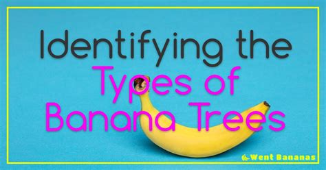 Identifying The Type Of Banana Tree You Have