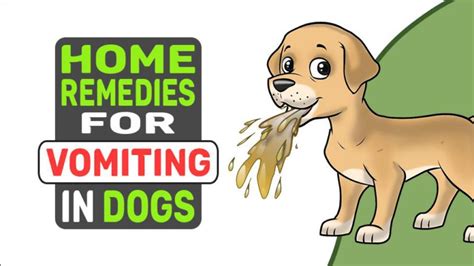 Home Remedies For Vomiting In Dogs - Petmoo