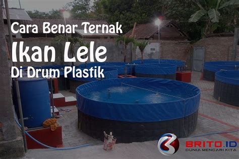 Cara Ternak Ikan Lele Dalam Drum Plastik Dan Besi Yang Benar Brito Id