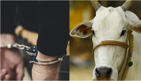 Unnatural Sex With Cow Hc Grants Bail To The Accused Man