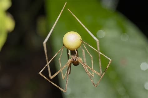 American Ogre Faced Spiders From Orito Putumayo Colombia On August