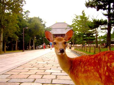 鹿と触れ合える世界遺産「奈良公園」｜奈良の人気観光情報「enjoyjapan（エンジョイジャパン）！関西版」