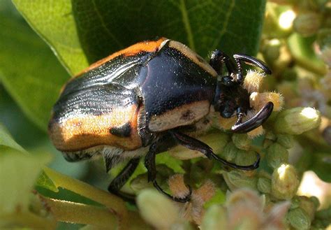 Common and unusual identifications - Beetles - The Australian Museum