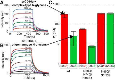 CD16a N Glycan Composition Affect IgG1 Fc Binding Representative SPR