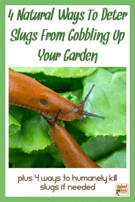 Natural Ways To Get Rid Of Slugs In The Garden Hybrid Rasta Mama