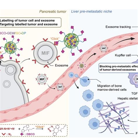 Schematic Illustration Of The Twostep Bioorthogonal Nanoparticles