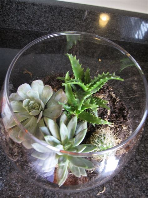 Three Sisterz: Indoor Terrarium