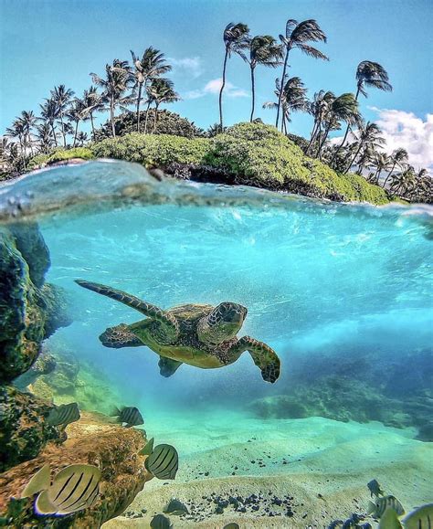 Turtle Sea Turtles Hd Phone Wallpaper Peakpx