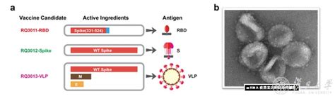 复旦大学生命科学学院林金钟团队合作研究发现mrna诱导小鼠体内产生新冠病毒样颗粒强烈激活免疫系统