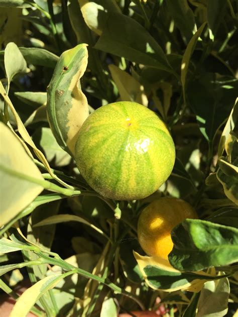Citrus Enthusiast Calamondin Season