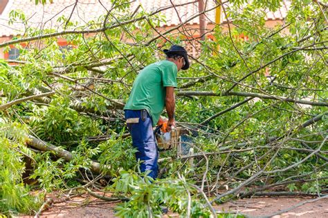 Semma Realiza Poda De Rvores Em Reas Verdes Da Cidade Prefeitura