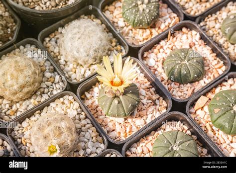 Cactus Flowers Astrophytum Asterias With Yellow Flower Is Blooming On