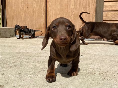 Chien Teckel poil ras Une dernière danse D an Nor Vras