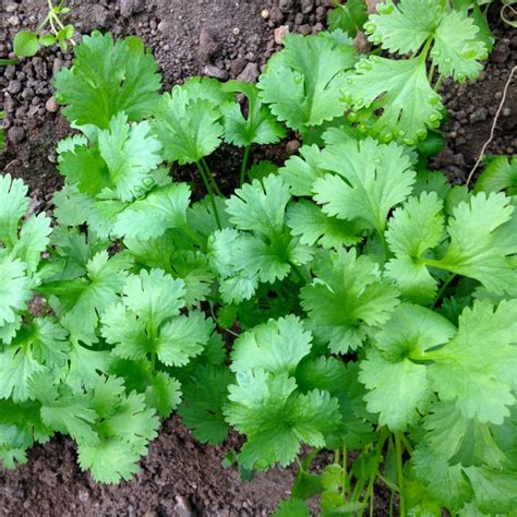 Cilantro Landscape Design Installation Maintenance And Native Plant