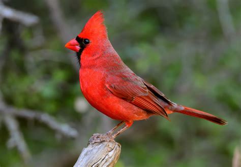 Seeing A Red Cardinal A Sign Of Good Luck Nature Blog Network