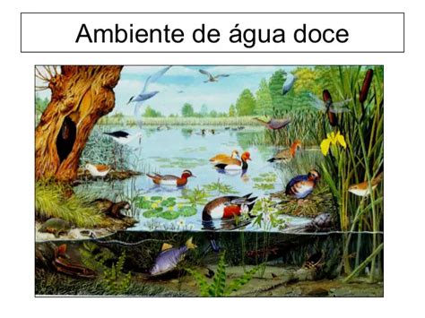 Ecossistema Aquático Água Doce Meio Ambiente Cultura Mix