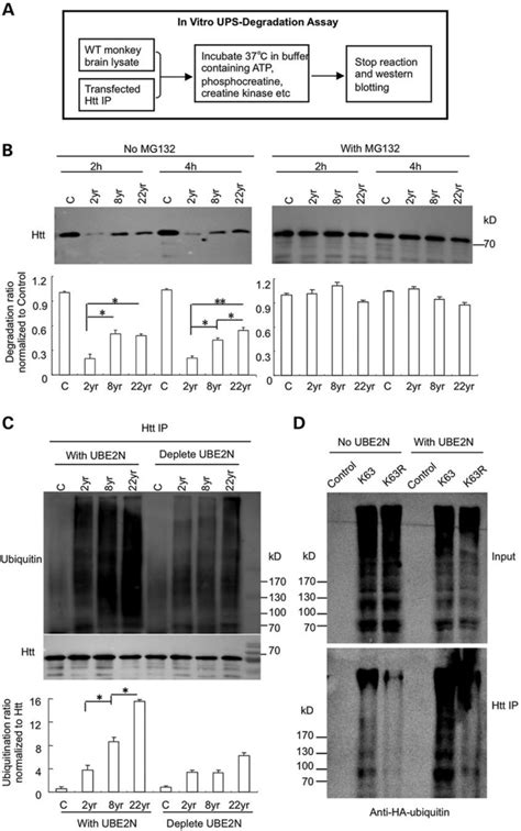 In Vitro Assay Of Htt Degradation With Synaptosomal Fractions From Aged