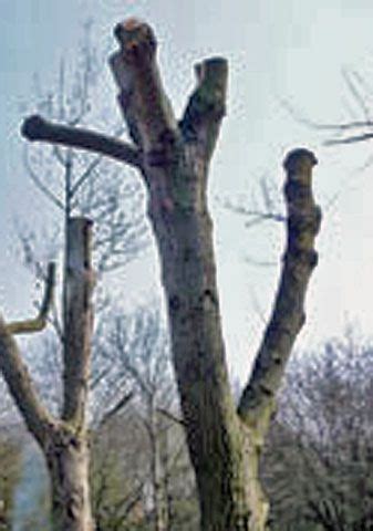 Tree Pruning