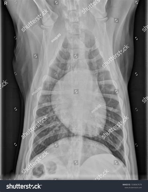 Normal Canine Chest X Ray At David Kristin Blog
