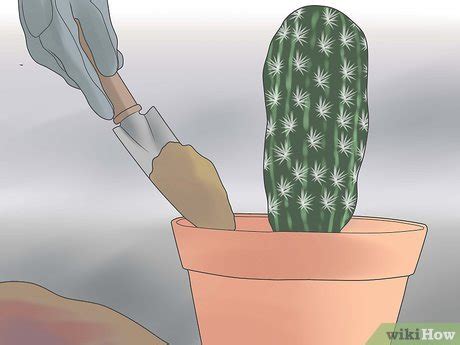 Ways To Repot A Cactus Wikihow