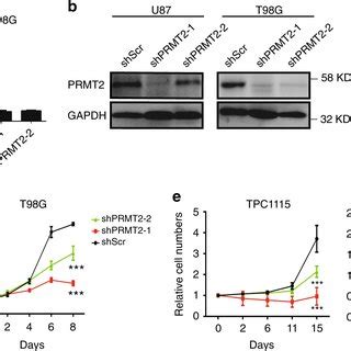 Prmt Is Essential For The Activation Of Oncogenic Transcriptional