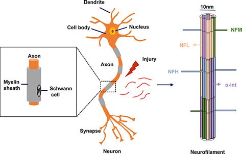 Neurofilament Assembly In Cns The Mature Long Nf Polymer Has A