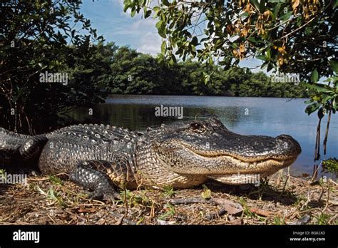 American alligator (Alligator mississippiensis), Coots Bay Pond, Everglades National Park ...