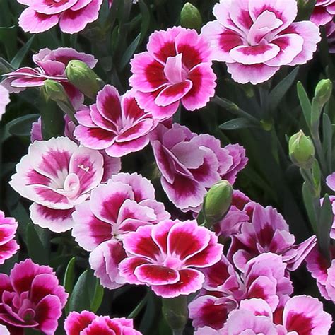 Œillet Pink Kisses Dianthus X Pink Kisses En Pot De 105cm