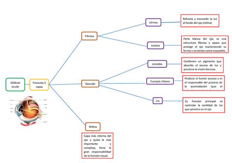 Cuadro sinoptico Refracta y transmite la luz córnea al fondo del ojo