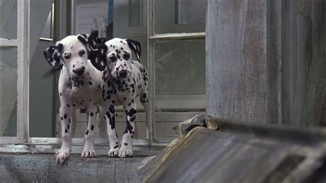 Image 102 Dalmatians 2894 Disney Wiki